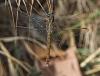 Orthetrum coerulescens